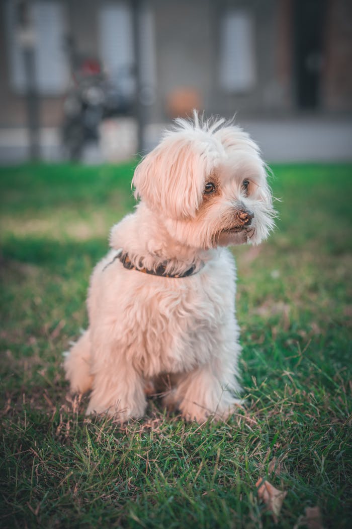 Adorable Small Dog Sitting on Green Grass
